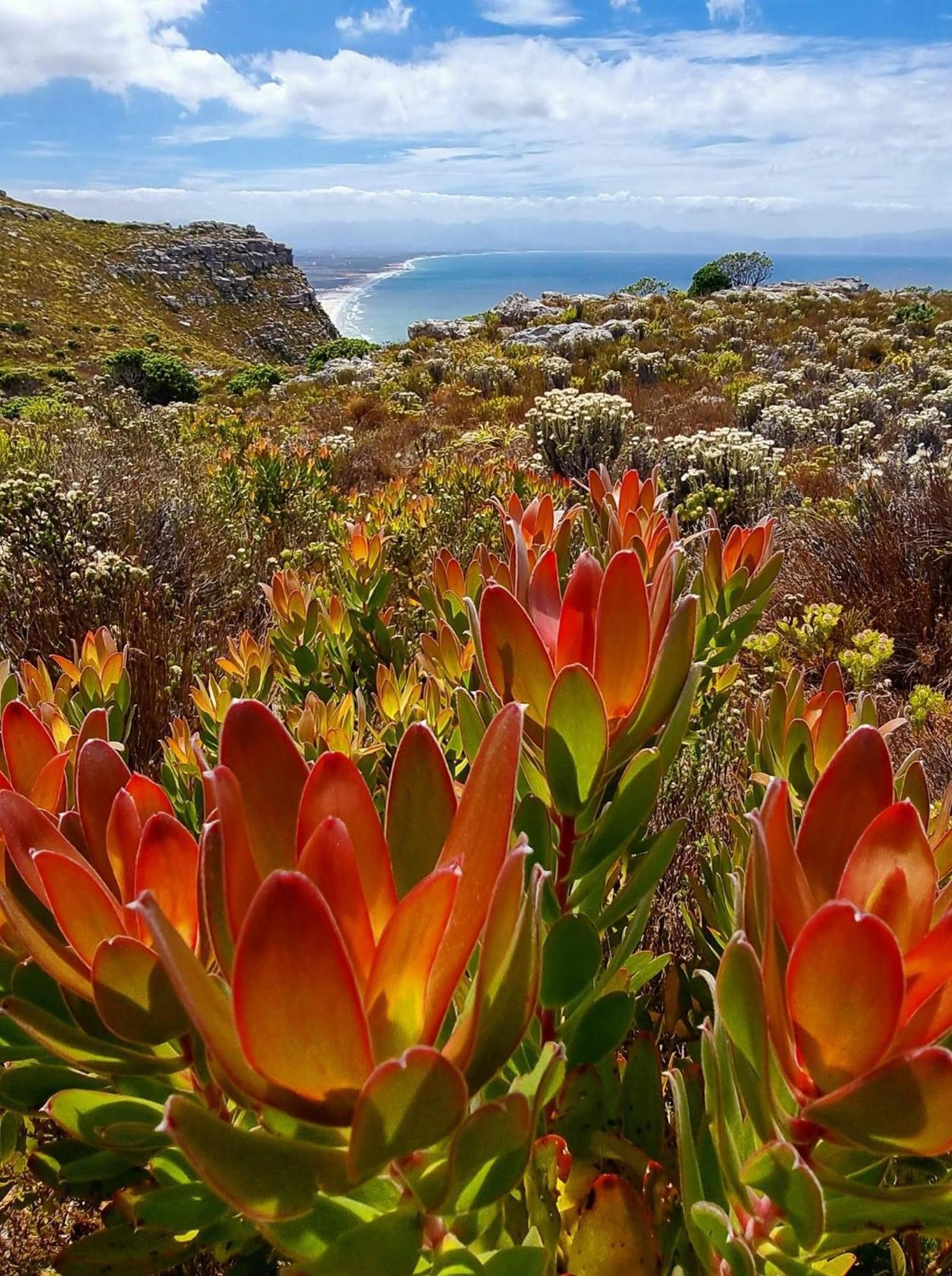 Mettahouse Villa Cape Town Dış mekan fotoğraf