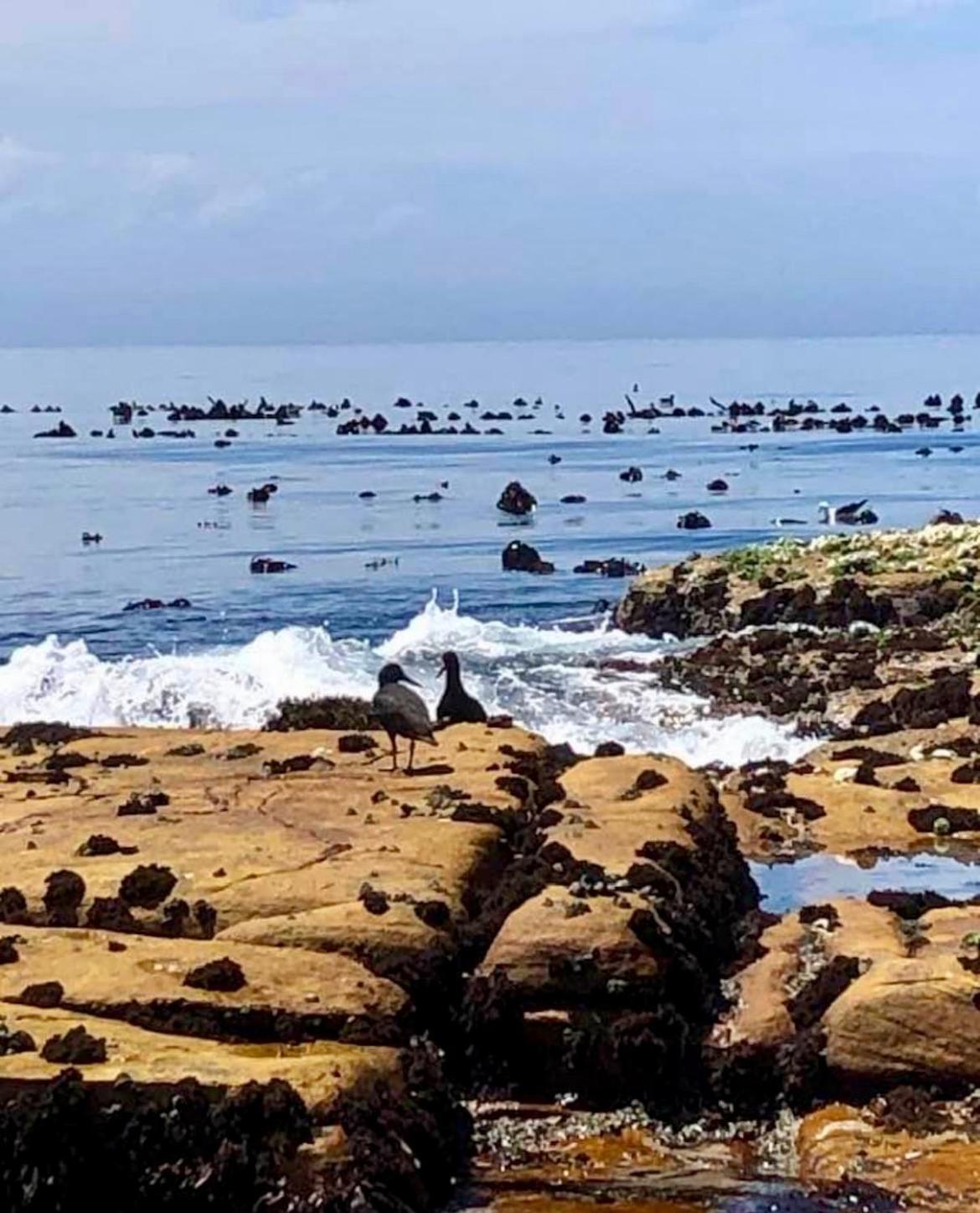 Mettahouse Villa Cape Town Dış mekan fotoğraf